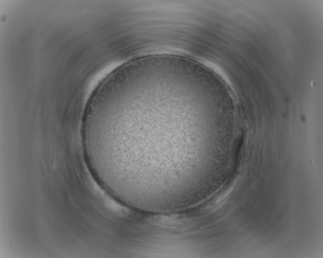 X0000076390995200610202100