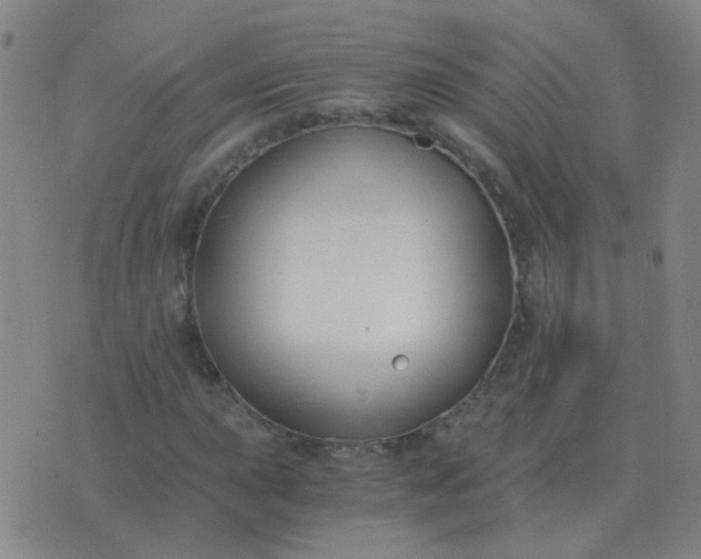 X0000076391015200610202059