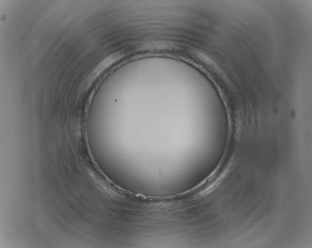 X0000076391017200610202059