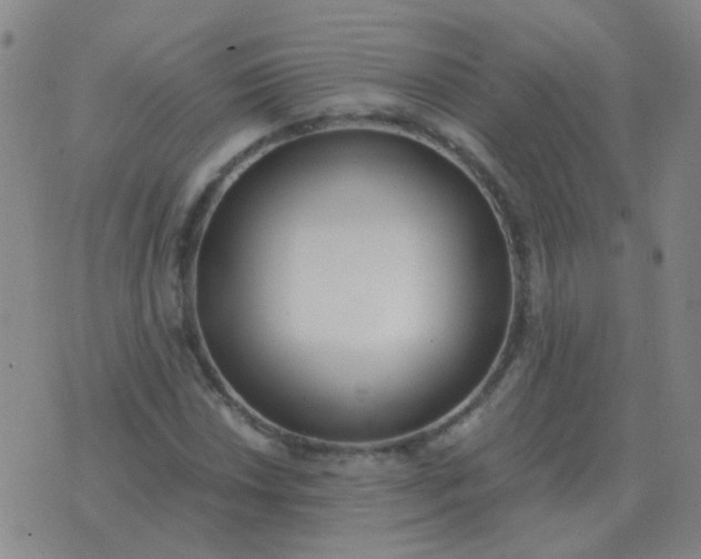 X0000076391018200610202059