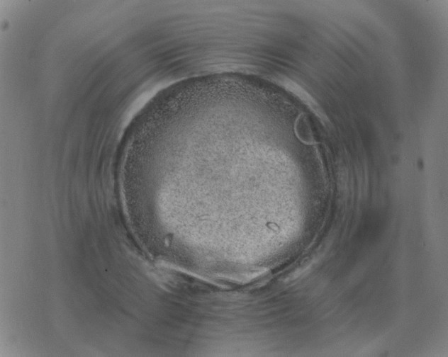 X0000076391023200610202059