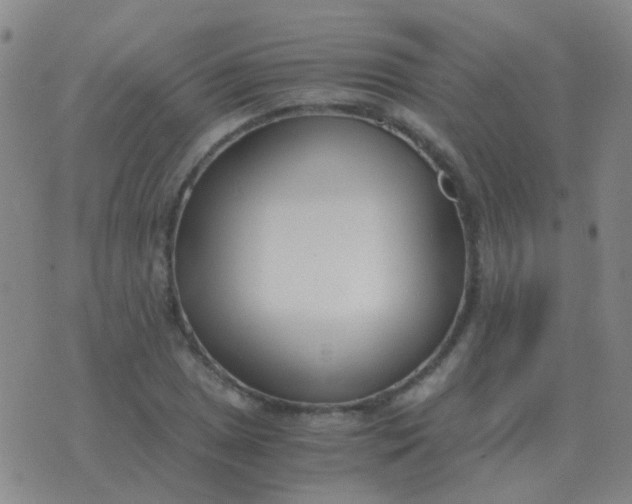 X0000076391025200610202059