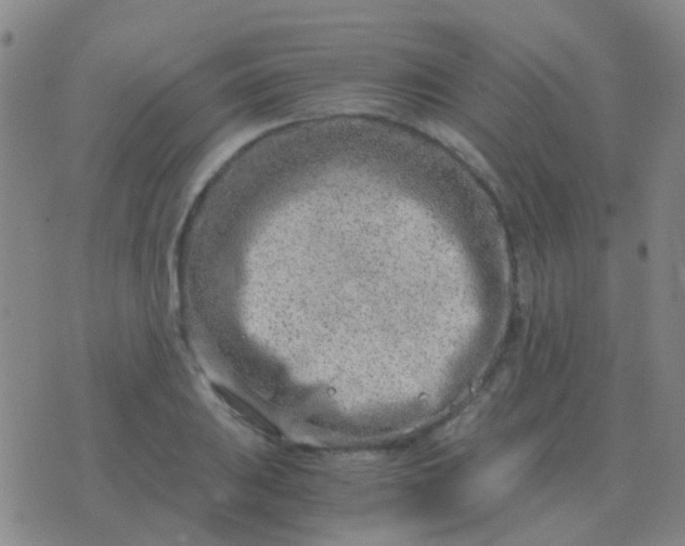 X0000076391031200610202059