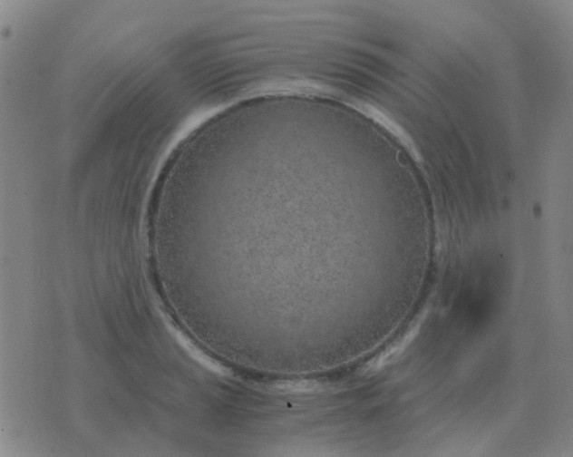 X0000076391037200610202059