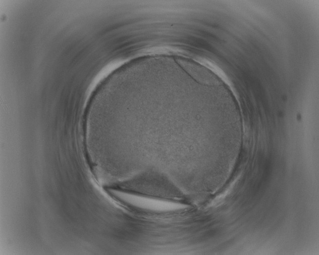 X0000076391045200610202059