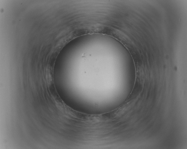 X0000076391058200610202059