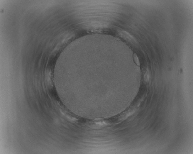 X0000076391060200610202059