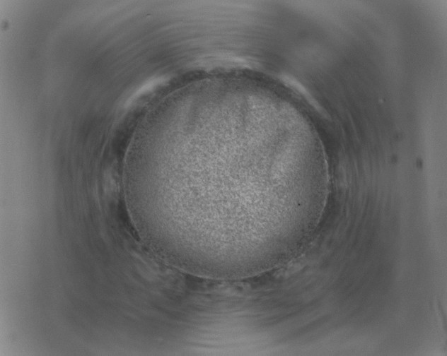 X0000076391063200610202059