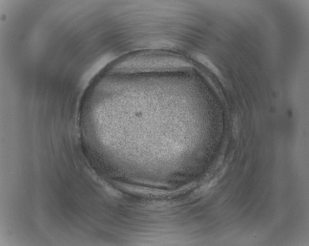 X0000076391071200610202058