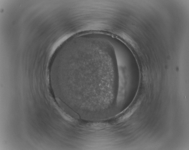 X0000076391077200610202058