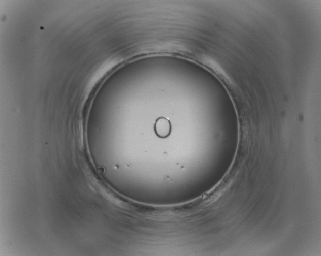 X0000076391079200610202058