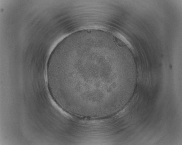 X0000076391084200610202058