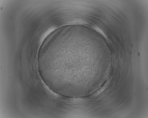 X0000076391087200610202058