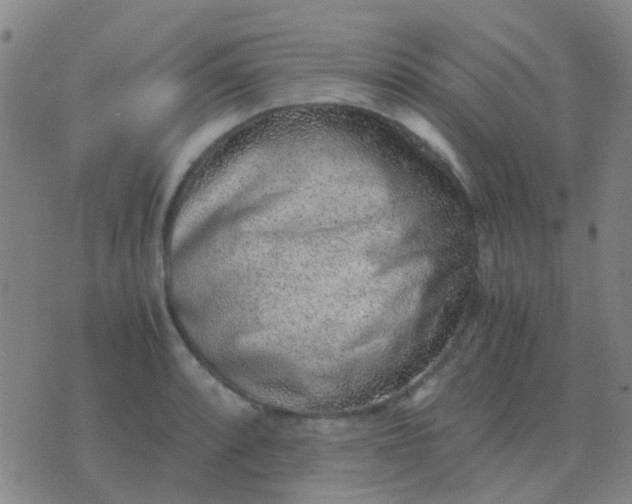 X0000076391088200610202058