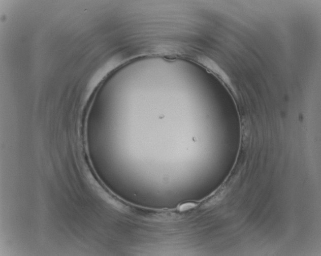 X0000076391091200610202058