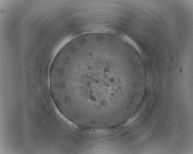 X0000076391095200610202058