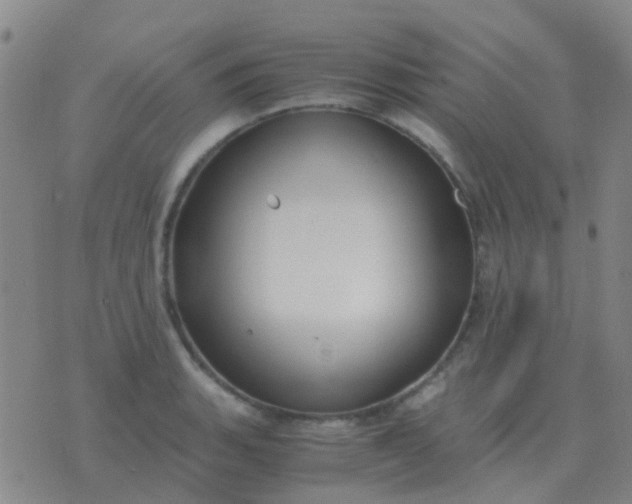 X0000076391135200610202058