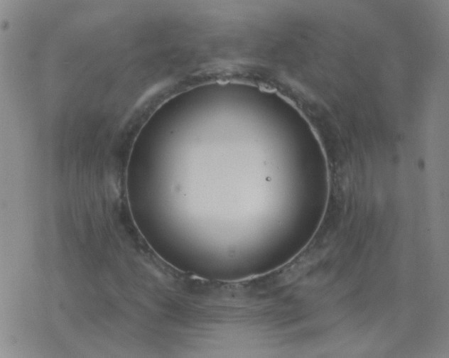 X0000076391206200610202056