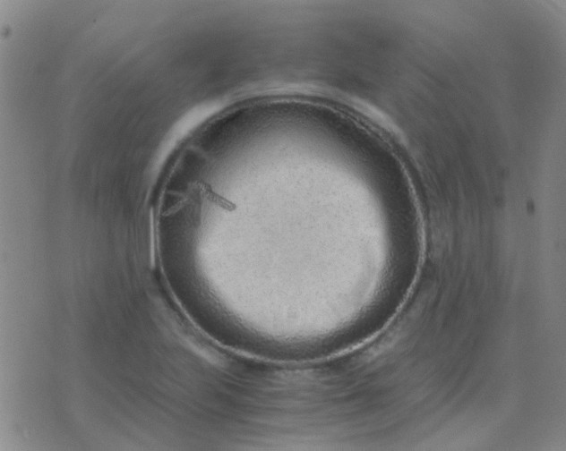 X0000076391223200610202056