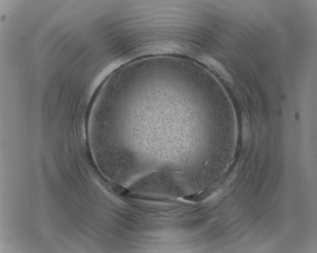 X0000076391226200610202056