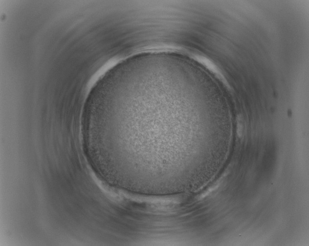 X0000076391229200610202056