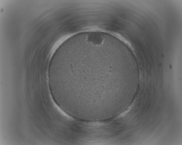 X0000076391239200610202056