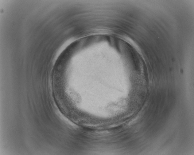 X0000076391243200610202056