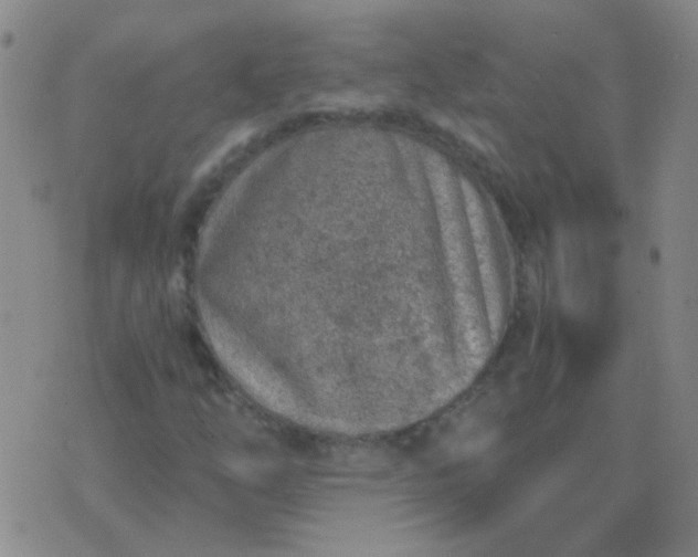 X0000076391254200610202055