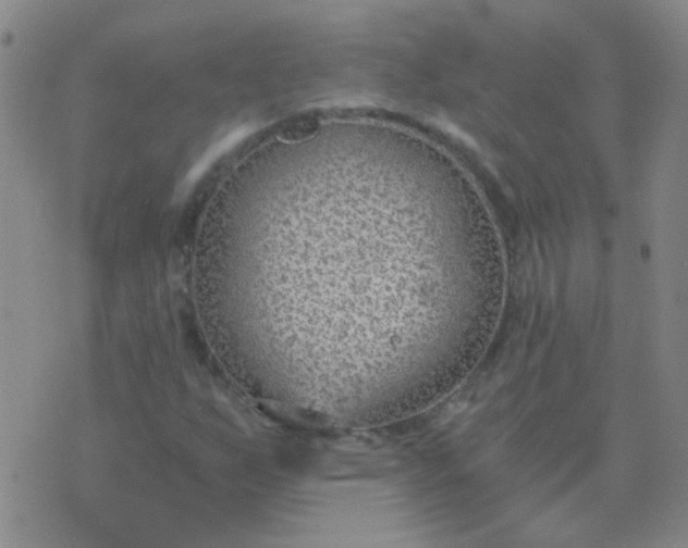 X0000076391255200610202055