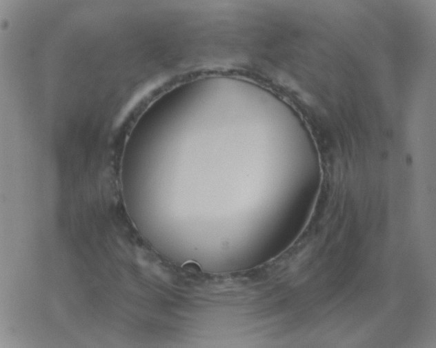 X0000076391256200610202055