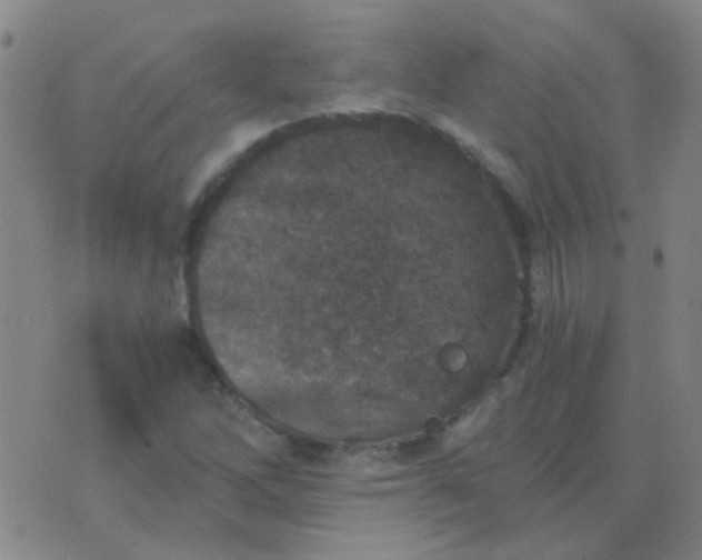 X0000076391262200610202055