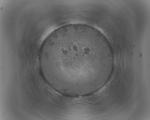 X0000076391263200610202055