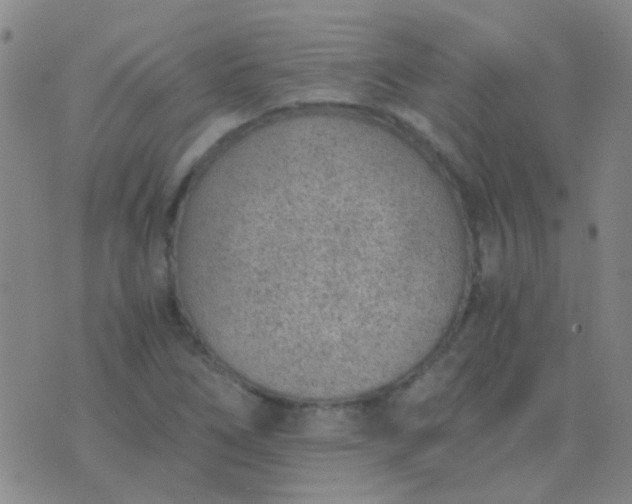 X0000076391266200610202055