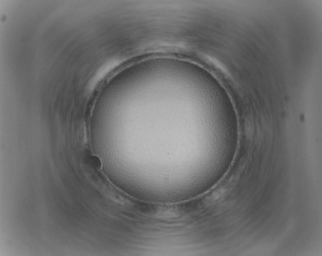 X0000076391267200610202055