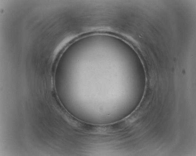 X0000076391271200610202055