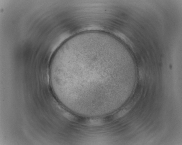 X0000076391274200610202055