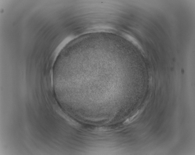 X0000076391275200610202055