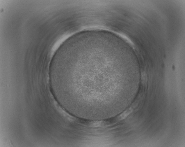 X0000076391279200610202055