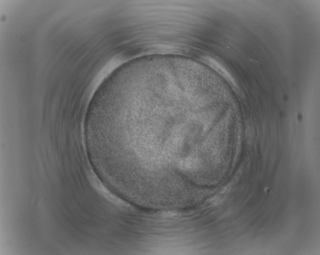 X0000076391283200610202055