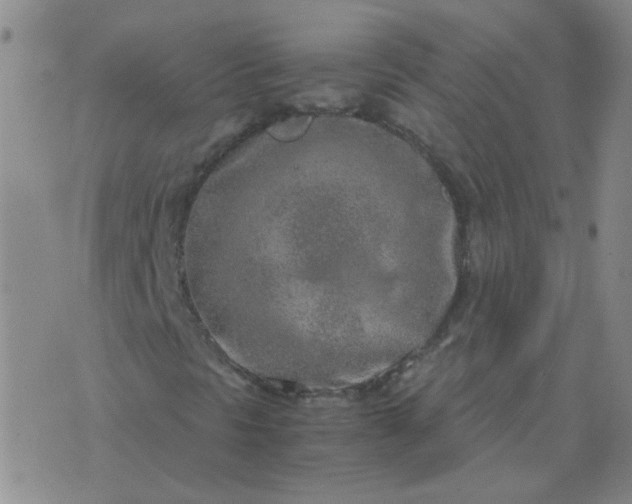 X0000076391297200610202054