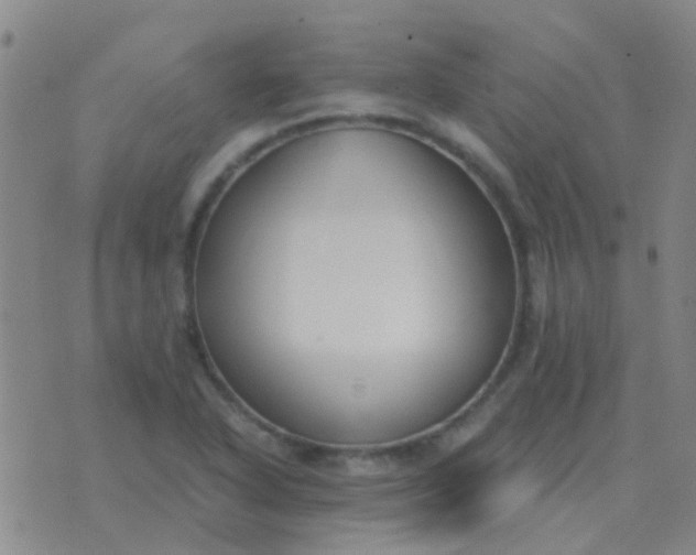 X0000076391318200610202054