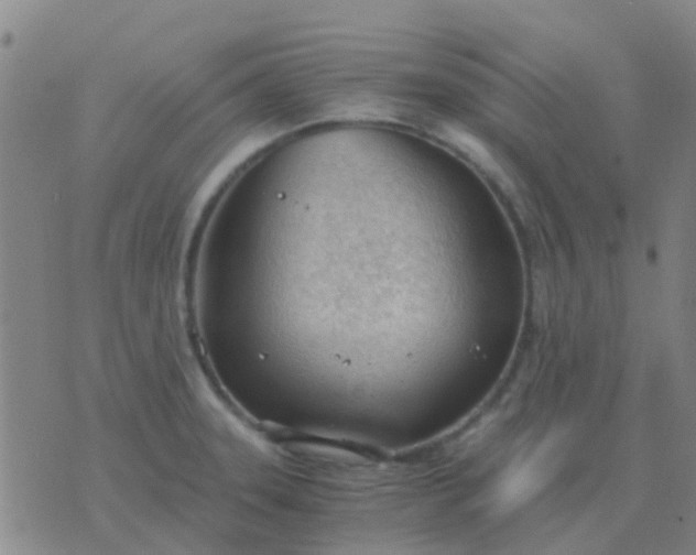 X0000076391331200610202055