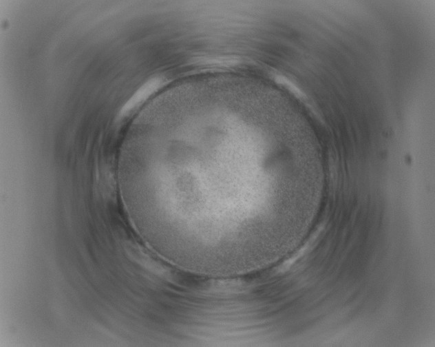 X0000076391354200610202054