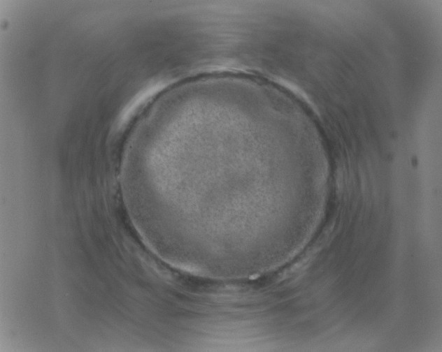 X0000076391359200610202054