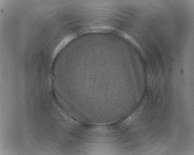 X0000076391362200610202054