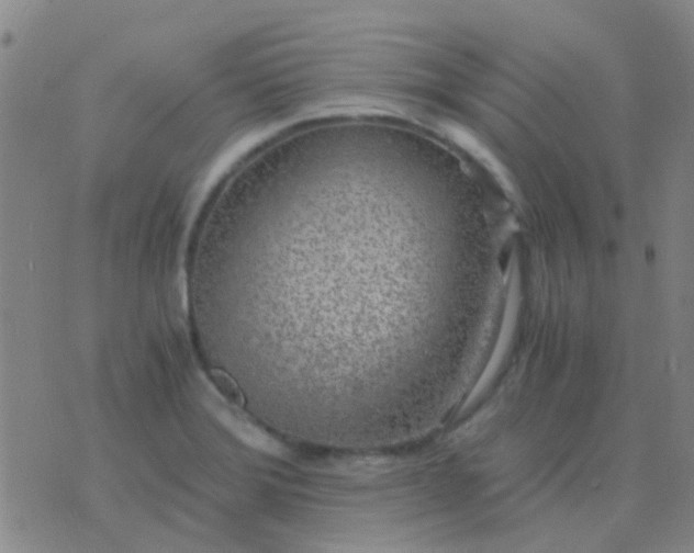 X0000076391372200610202054