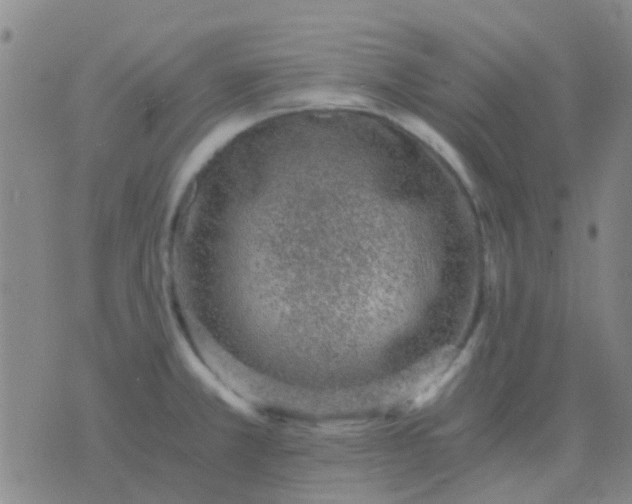 X0000076391381200610202053