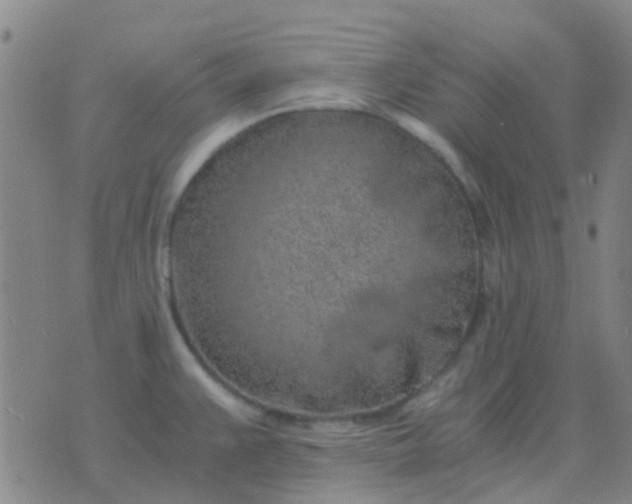 X0000076391383200610202053