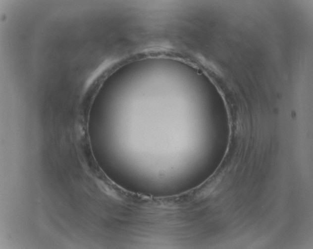 X0000076391400200610202053