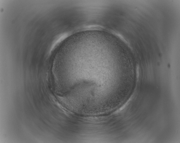 X0000076391405200610202053